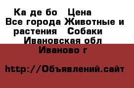 Ка де бо › Цена ­ 25 - Все города Животные и растения » Собаки   . Ивановская обл.,Иваново г.